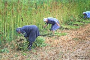 Crédit Mario Fournier - La récolte du Chanvre à Montjean-sur Loire 