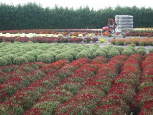 Credit M Dubois - L'anjou, un des premiers producteurs de chrysanthèmes en France 