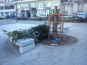 HC - L'arbre de la Laicité, une nouvelle fois décapité à Angers