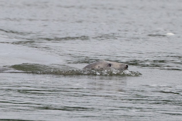 phoque gris